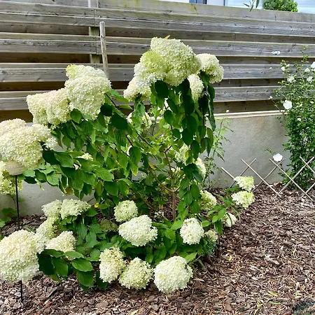 Au Renard Baulois - D'hotes 住宿加早餐酒店